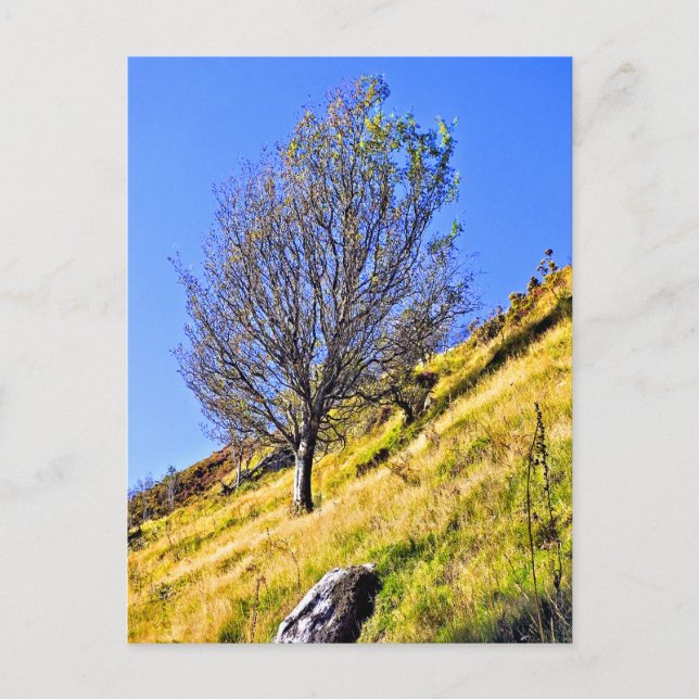 POSTAL L0NE TREE (Anverso)