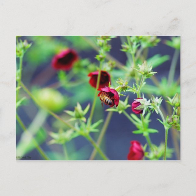 Postal La abeja con la flor roja (Anverso)