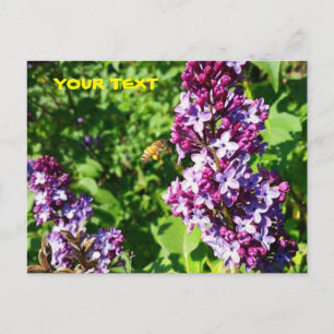 Postal La abeja de la miel ama lilas
