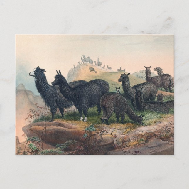 Postal La Alpaca de Joseph Wolf (Anverso)