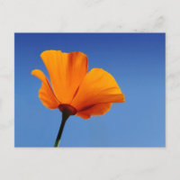La amapola de California contra el cielo azul