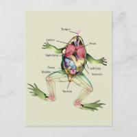 La anatomía de la rana