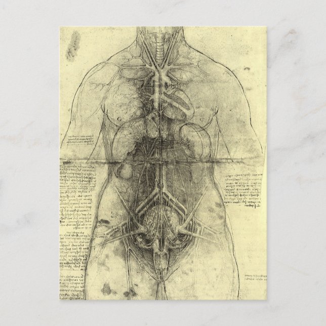 Postal La anatomía humana de Leonardo da Vinci (Anverso)