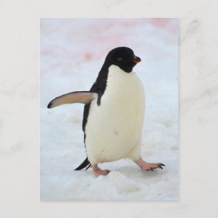 Postal La Antártida. Isla de Petermann. Pingüino de