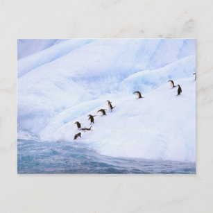 Postal La Antártida, península antártica. Chinstrap