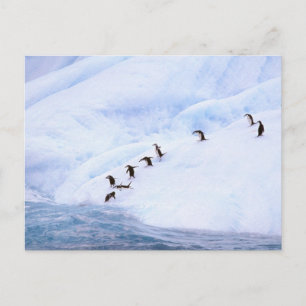 Postal La Antártida, península antártica. Chinstrap