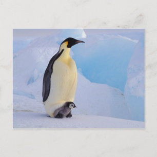 Postal La Antártida, pingüino de emperador (Aptenodytes
