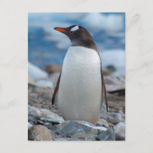 Postal La Antártida. Puerto de Neko. Pingüino de Gentoo
