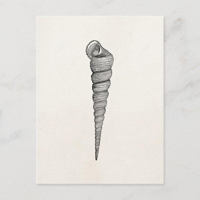 Postal La antigüedad espiral del Seashell del vintage (Anverso)
