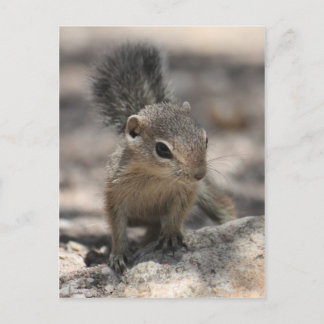 Postal La ardilla de Antelope de Baby Harris