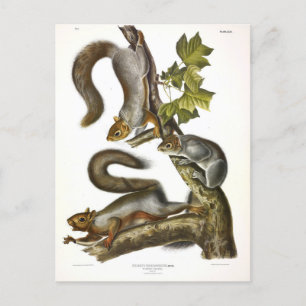 Postal La ardilla gris oriental (ardilla migratoria) Audu