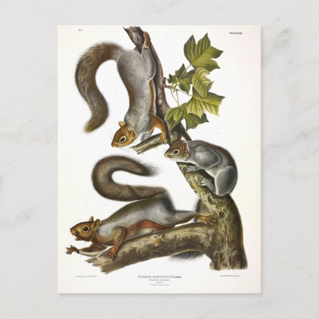 Postal La ardilla gris oriental (ardilla migratoria) Audu (Anverso)