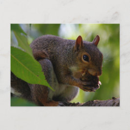 Postal La ardilla gris oriental come una nuez