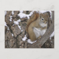 La ardilla roja del invierno