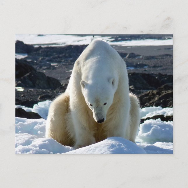 Postal ¡La ayuda, mi mundo está derritiendo! (Anverso)