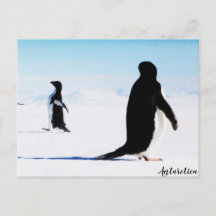 La bailarina y amiga Adélie Penguin