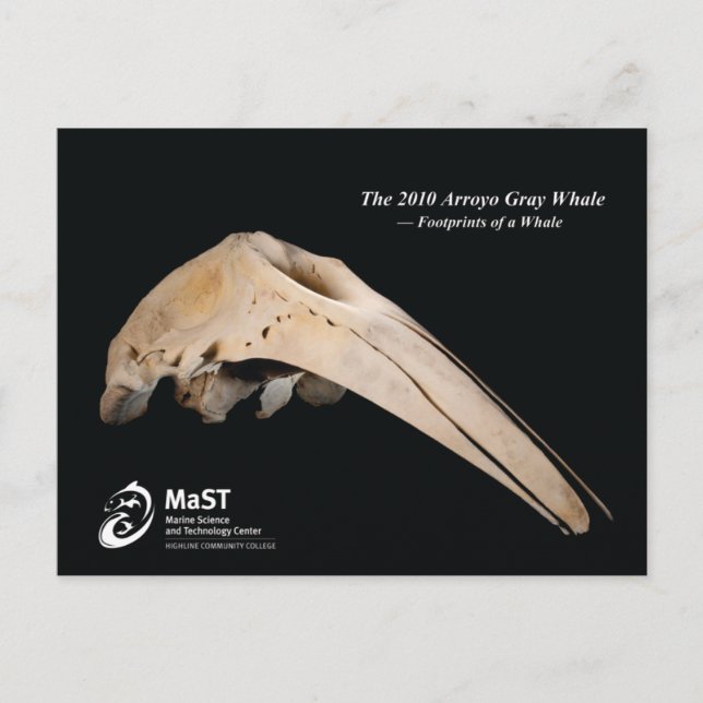 Postal La ballena gris de Arroyo 2010 - Huellas de una ba (Anverso)