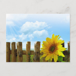 Postal La belleza de la naturaleza del girasol