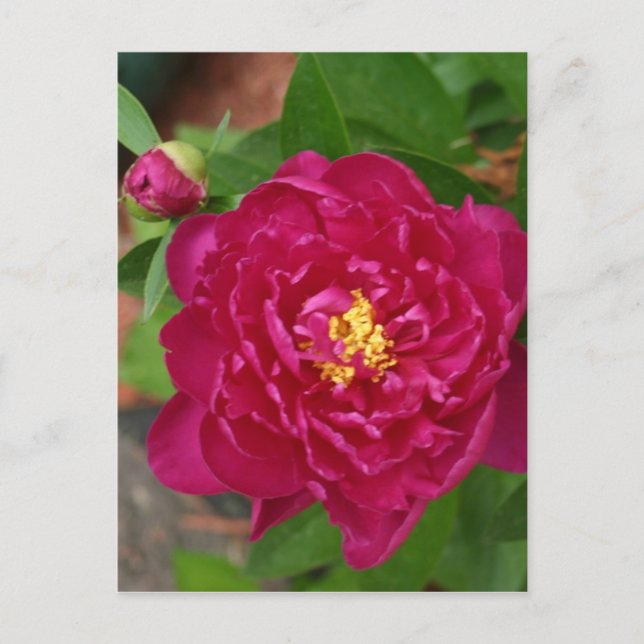 Postal La belleza de la primavera (Anverso)