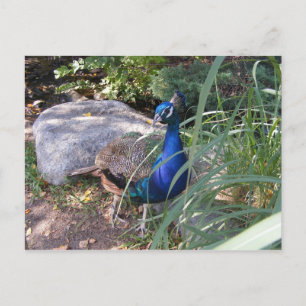 Postal La belleza de un pavo real