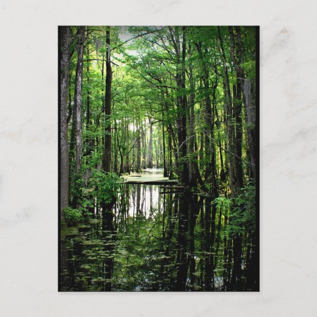 Postal La belleza en el pantano (Anverso)