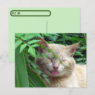 Postal La Bestia De Posttravesar El Gato Rojo Más Adorabl