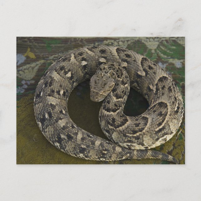 Postal La bitis africana de puff-adder de Snake Charmer (Anverso)
