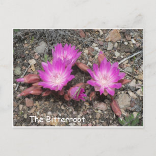 Postal La Bitterroot de Montana: La flor favorita de Dios