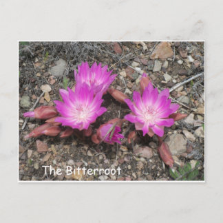 Postal La Bitterroot de Montana: La flor favorita de Dios