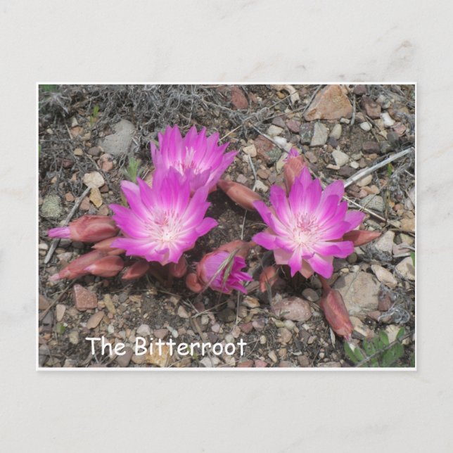 Postal La Bitterroot de Montana: La flor favorita de Dios (Anverso)