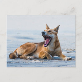 Postal La boca de Dingo abre ampliamente, Isla Fraser Aus
