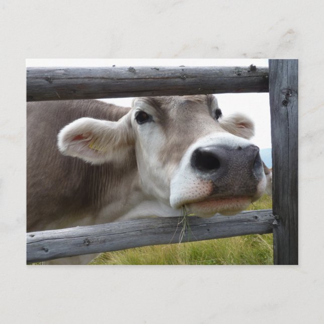 Postal La cabeza de la vaca tirolesa atravesando la valla (Anverso)