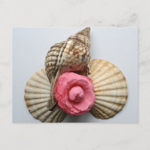Postal La Camellia Y Las Conchas