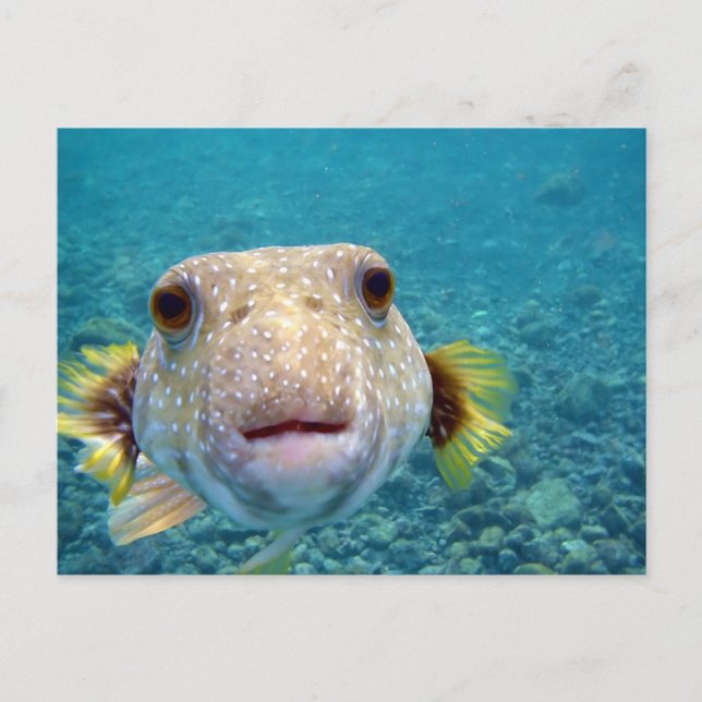 Postal La cara cercana de un pez puffer Arothron Hispidus (Anverso)