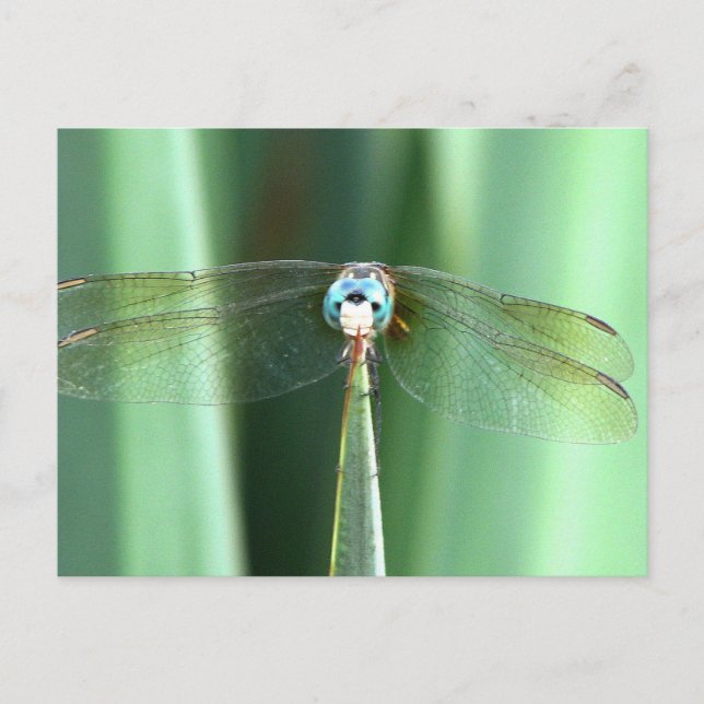 Postal La cara de la libélula hacia arriba (Anverso)