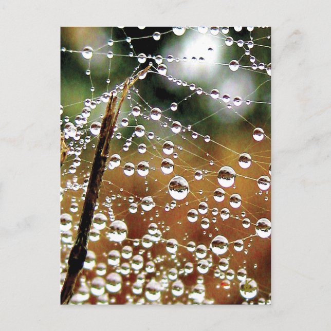 Postal La cerca derramada cubierta en la red de arañas y  (Anverso)