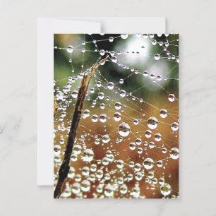 Postal La cerca derramada cubierta en la red de arañas y 