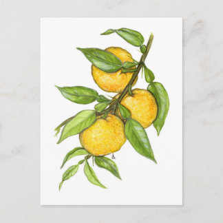 Postal La colección de Yuzu