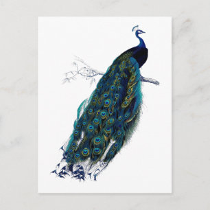 Postal La colección Peacock