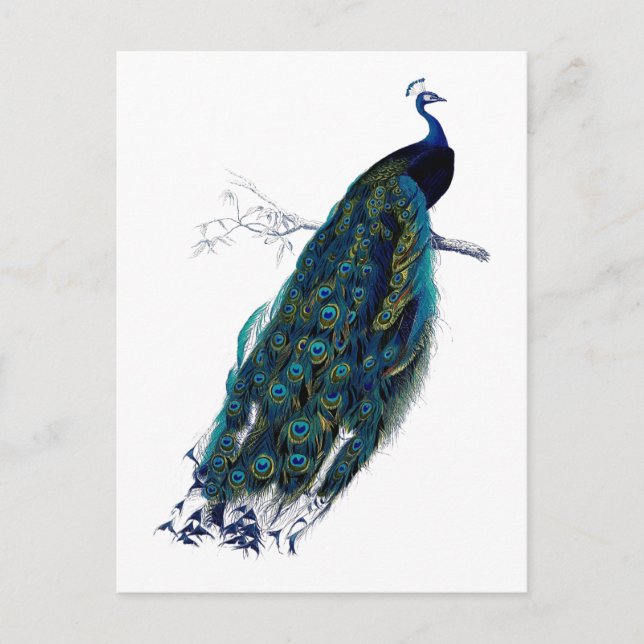 Postal La colección Peacock (Anverso)