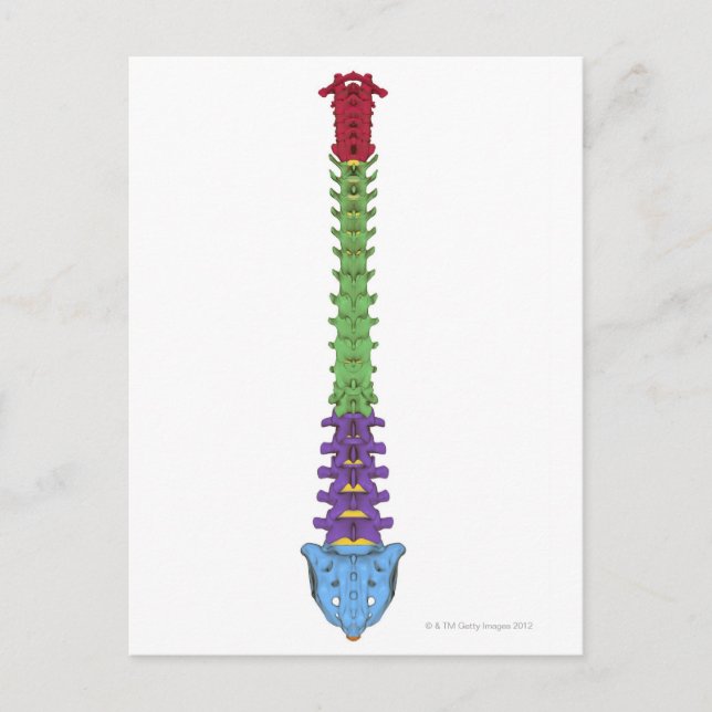 Postal La columna vertebral 2 (Anverso)