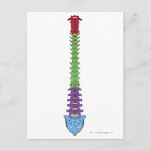 Postal La columna vertebral 2