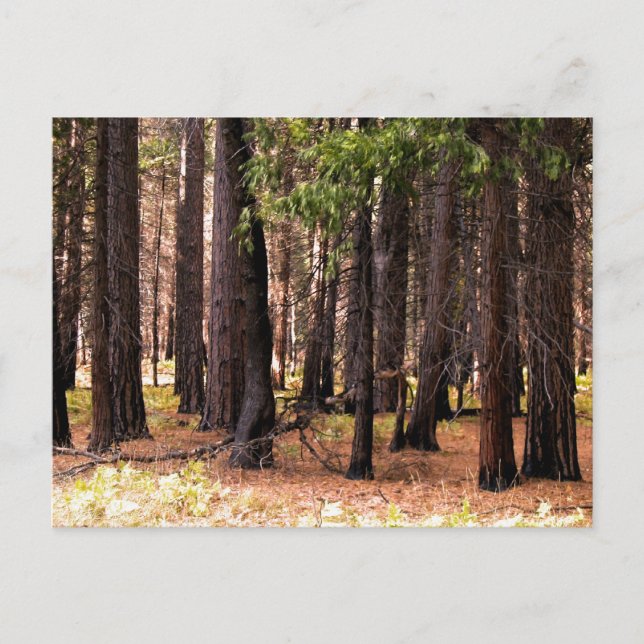 Postal La compasión importa (Anverso)