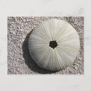 Postal La concha de los Urchin marinos sobre la arena