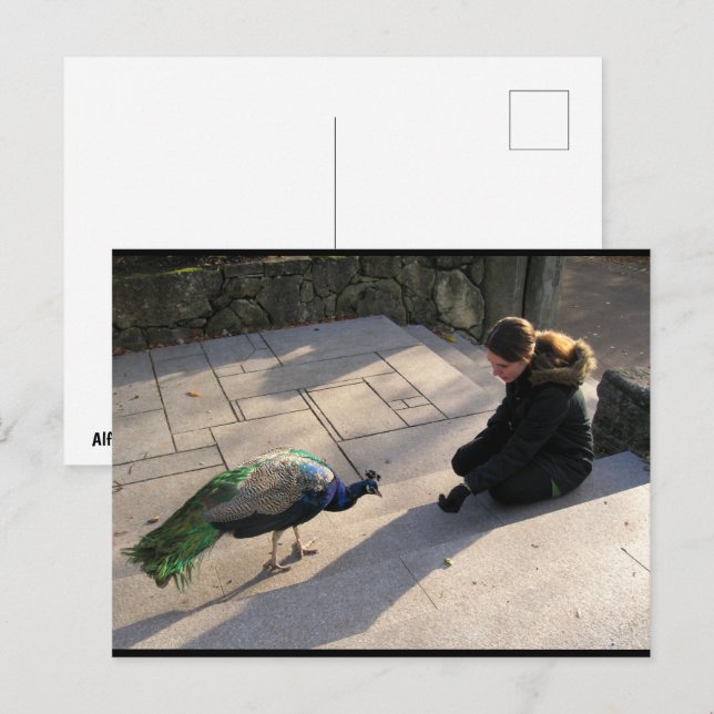 Postal La Confianza de un Pavo Real (Anverso / Reverso)