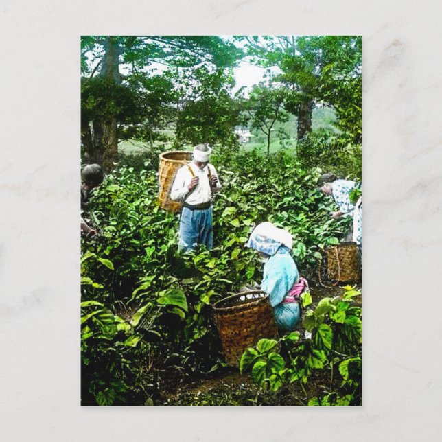 Postal La cosecha de té verde deja a viejos agricultores  (Anverso)