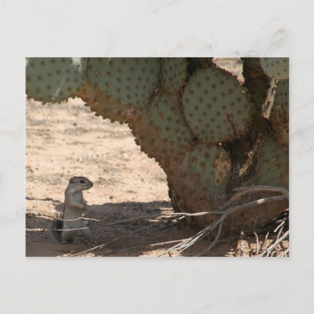 Postal La criadora de Kenny (Anverso)