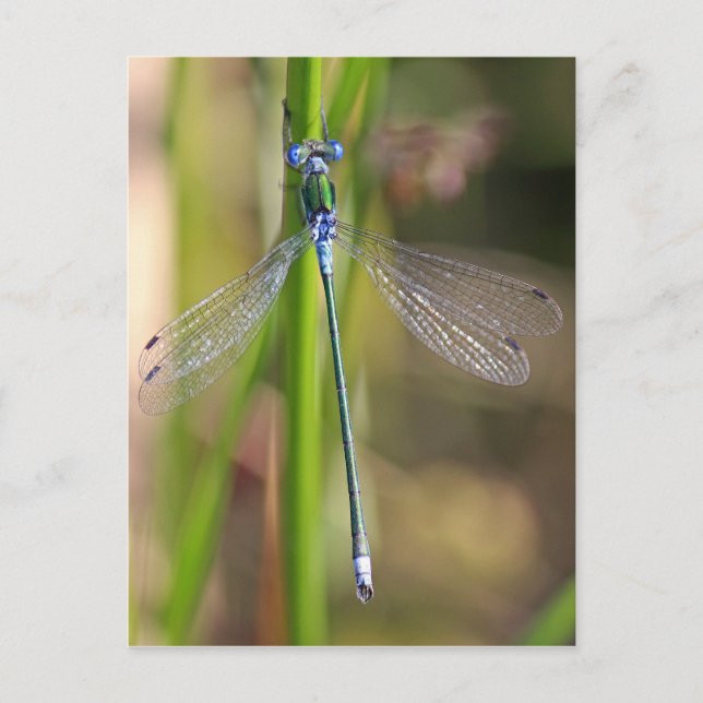 Postal La Damselfly esmeralda (Anverso)