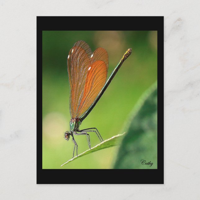 Postal La demoiselle (Anverso)