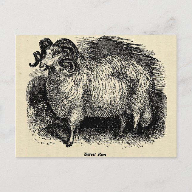 Postal La Dorset (Anverso)